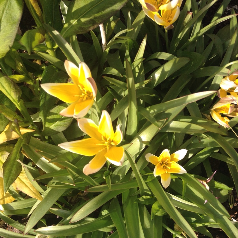 Tulip (Species) Turkestan Tulip