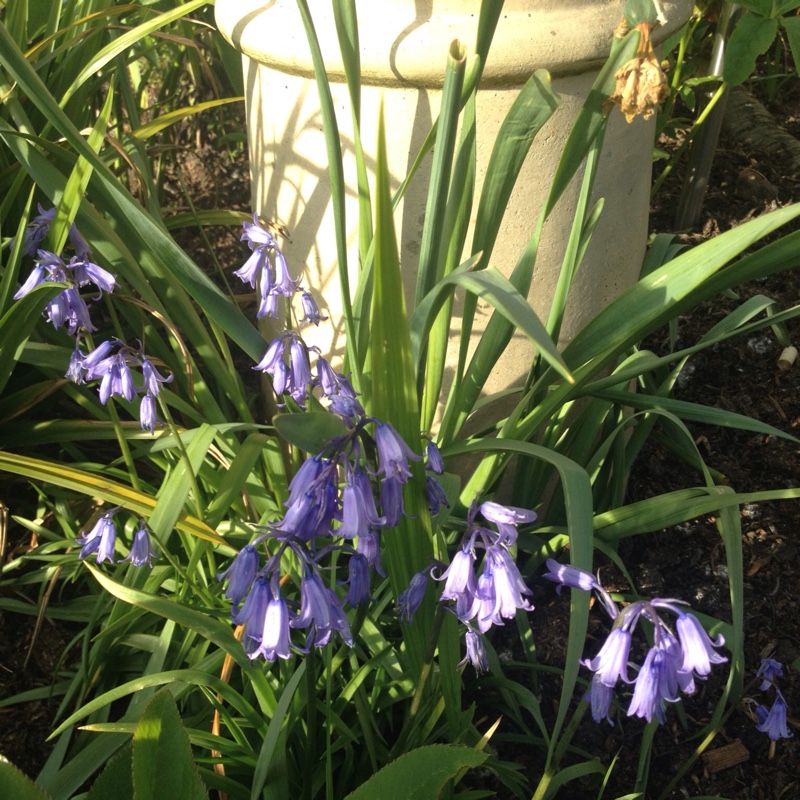 English Bluebell