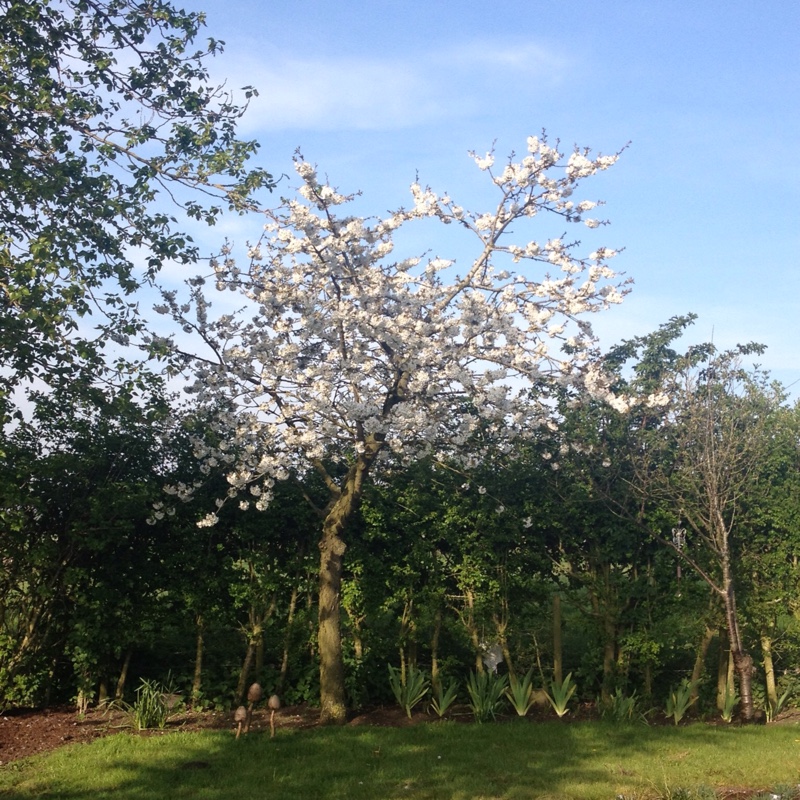 Morello Cherry Tree