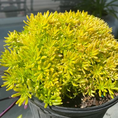 Sedum Mexicanum 'Lemon Ball'