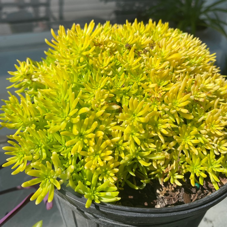 Plant image Sedum Mexicanum 'Lemon Ball'