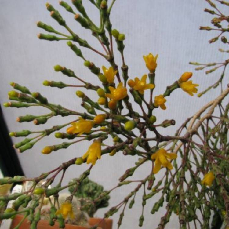 Plant image Rhipsalis Salicornioides