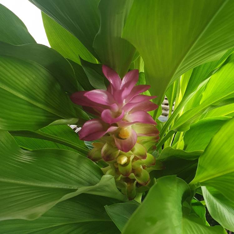 Plant image Curcuma