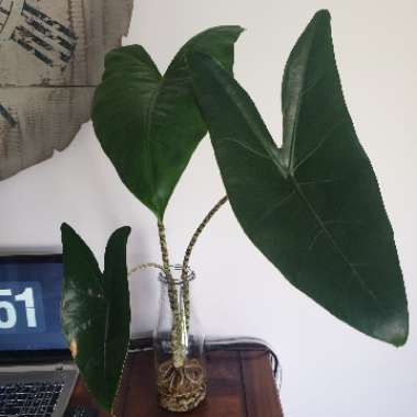 Alocasia zebrina 'Reticulata'