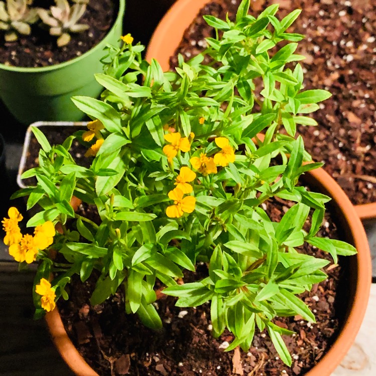 Plant image Tagetes lucida