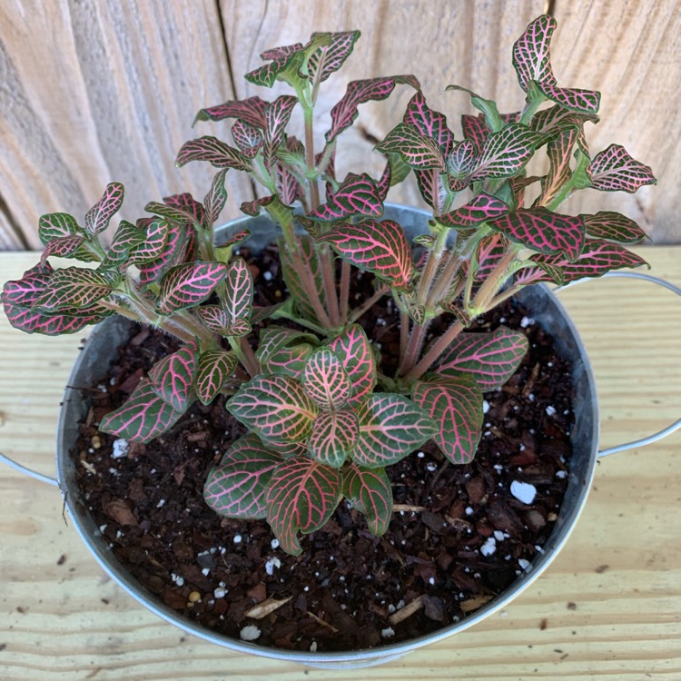 Plant image Fittonia Argyroneura