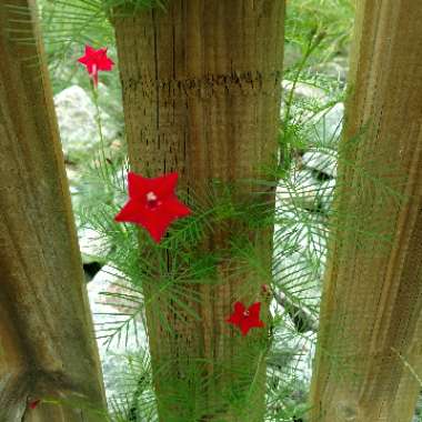 Ipomoea quamoclit  syn. Quamoclit pennata