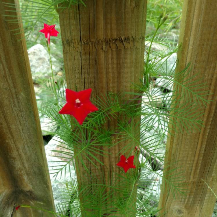 Plant image Ipomoea quamoclit  syn. Quamoclit pennata