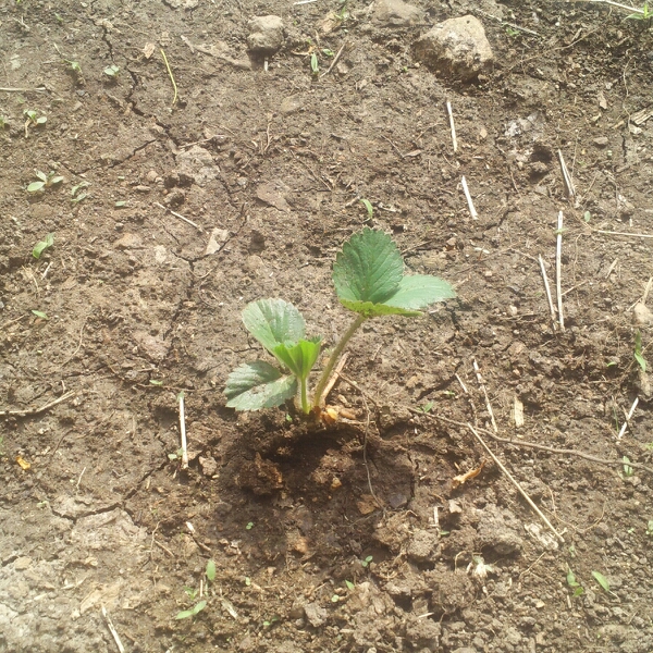 Plant image Fragaria x ananassa 'Hood'