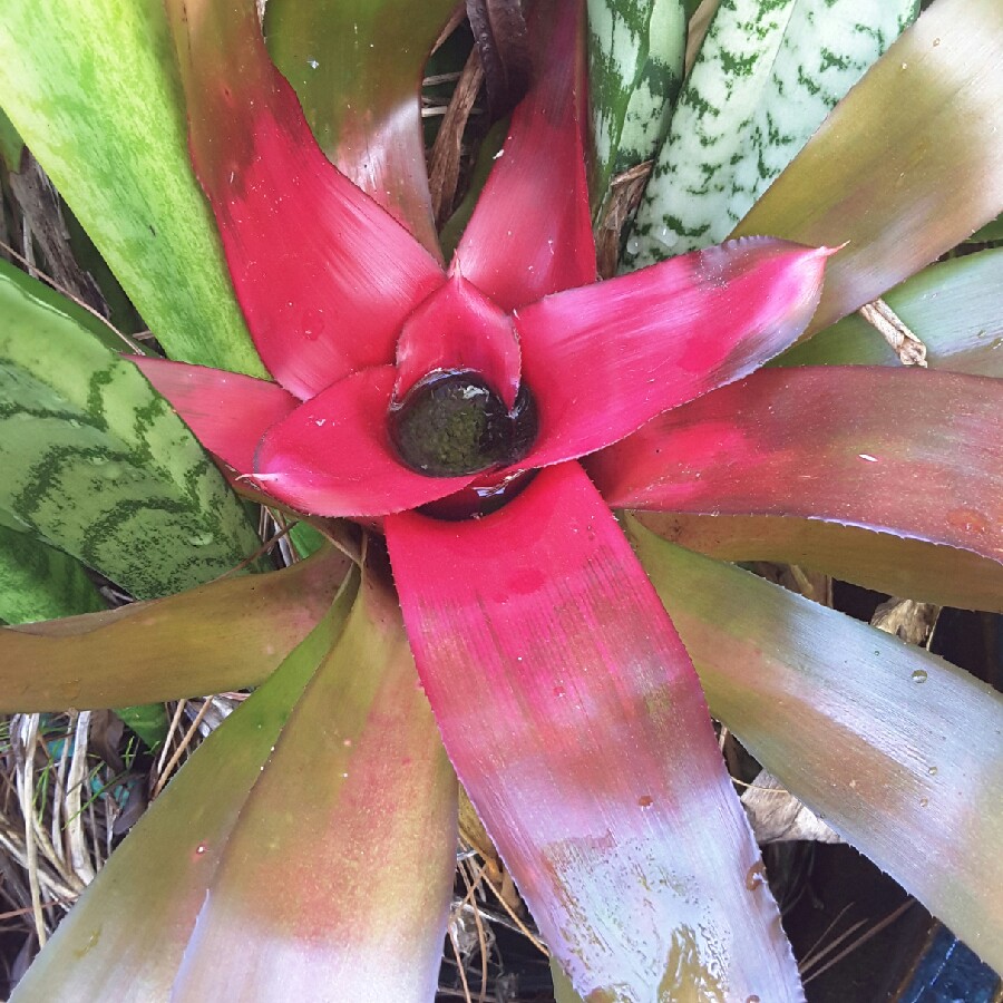 Plant image Neoregelia 'Correia-araujo'