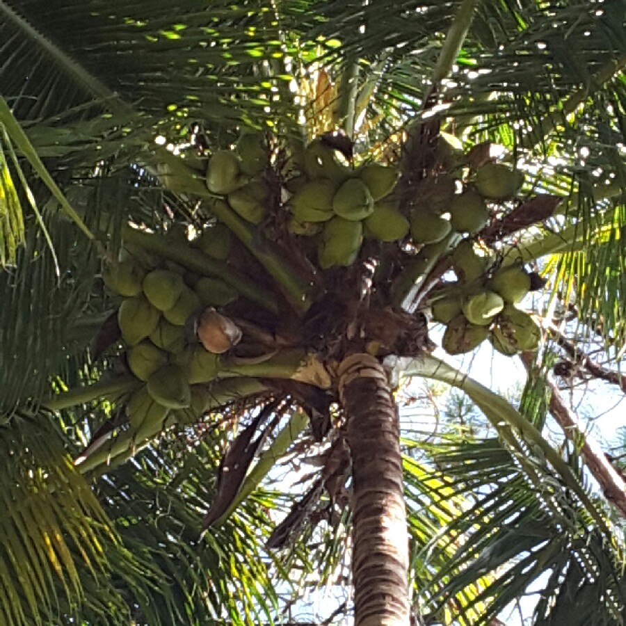 Cocos nucifera