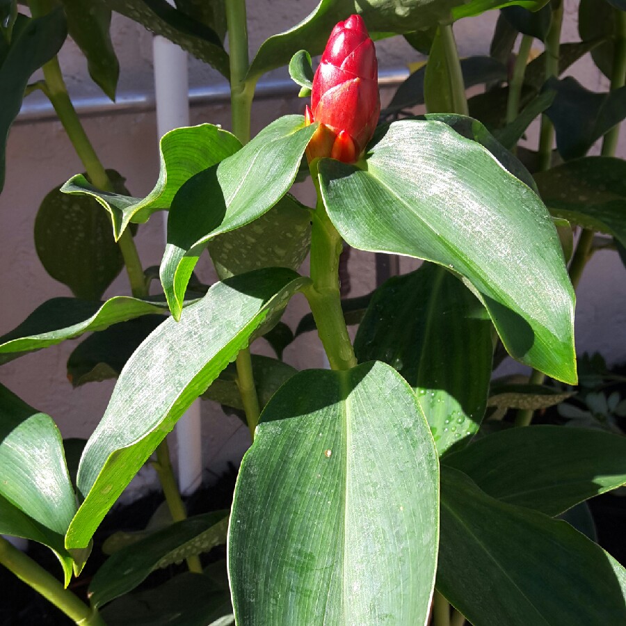 Plant image Costus Woodsonii