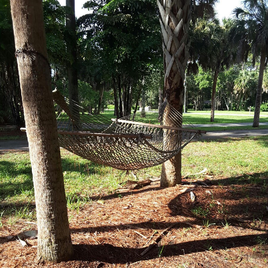 Plant image Sabal palmetto