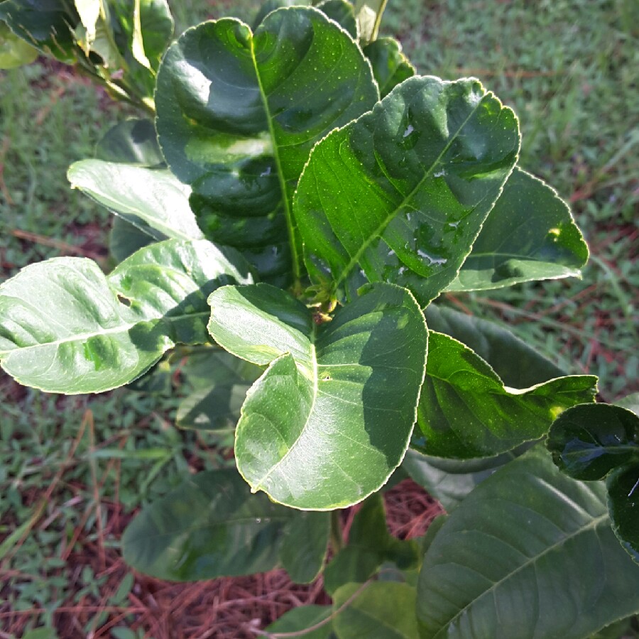 Citrus medica var. digitata