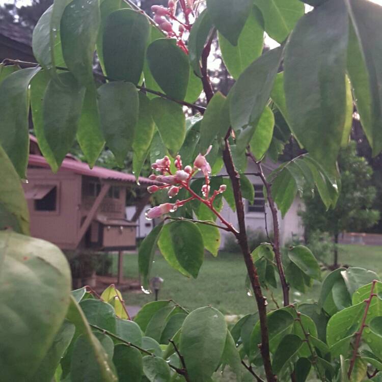 Plant image Averrhoa Carambola