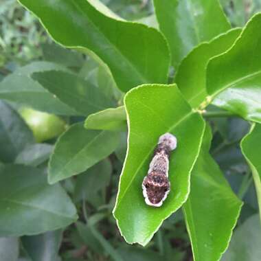 Citrus x latifolia