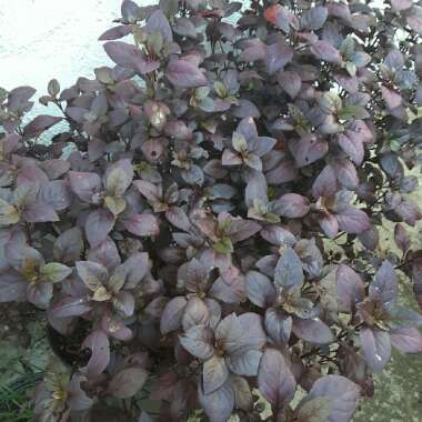 Alternanthera 'Little Ruby'