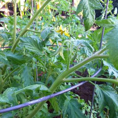 Solanum lycopersicum  syn. Lycopersicon lycopersicum