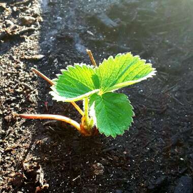 Fragaria x ananassa 'Camino Real'