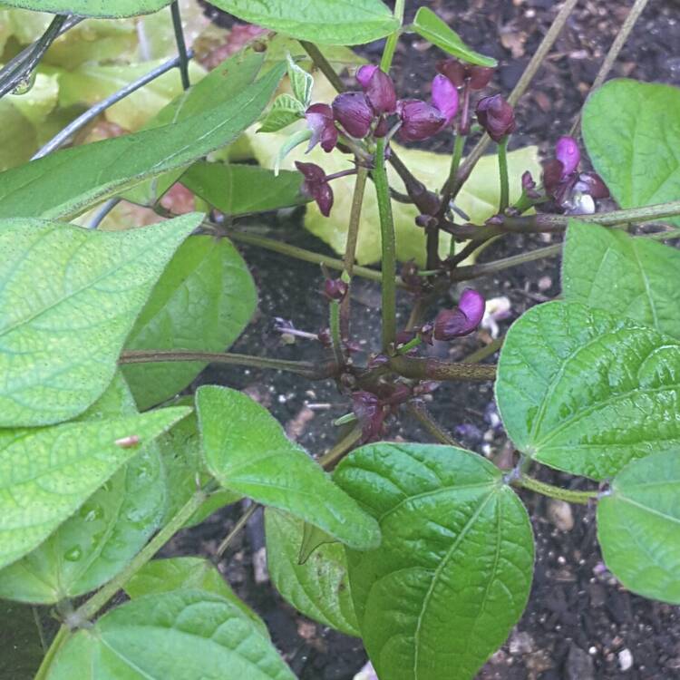 Plant image Phaseolus vulgaris 'Royal Burgundy'