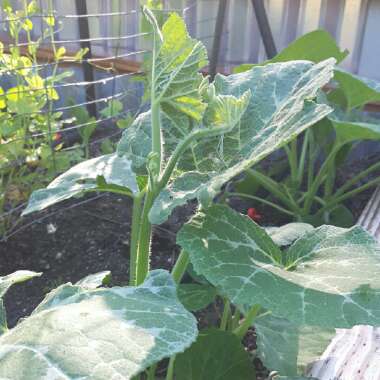 Cucurbita Moschata 'Early Sweet Sugar Pie'