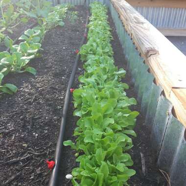 Lactuca sativa 'Clarion'