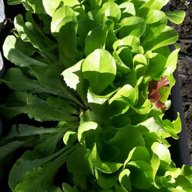 Lactuca sativa 'Clarion'