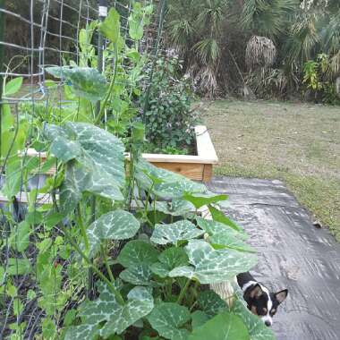 Cucurbita Moschata 'Early Sweet Sugar Pie'