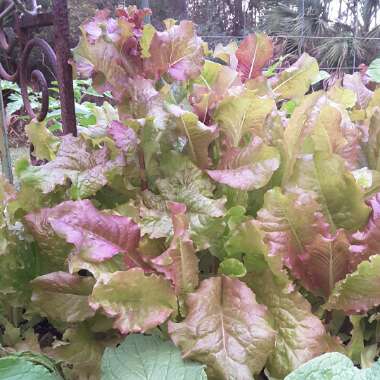 Lactuca Sativa 'Royal Red'