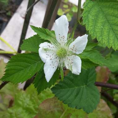 Rubus fruticosus