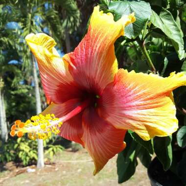 Hibiscus rosa-sinensis 'Hawaiian Sunset'