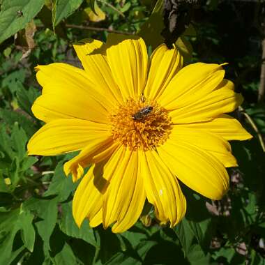 Tithonia rotundifolia 'Torch'