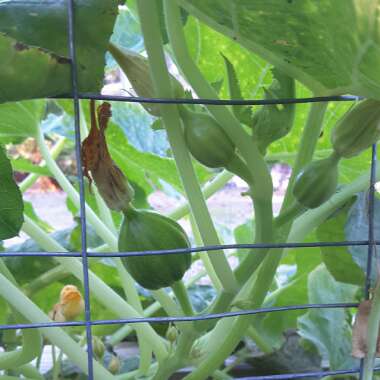 Cucurbita maxima 'Acorn'