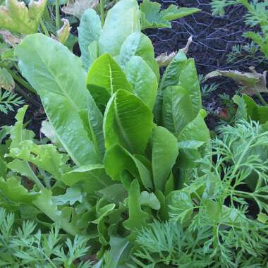 Lactuca sativa 'Little Gem'