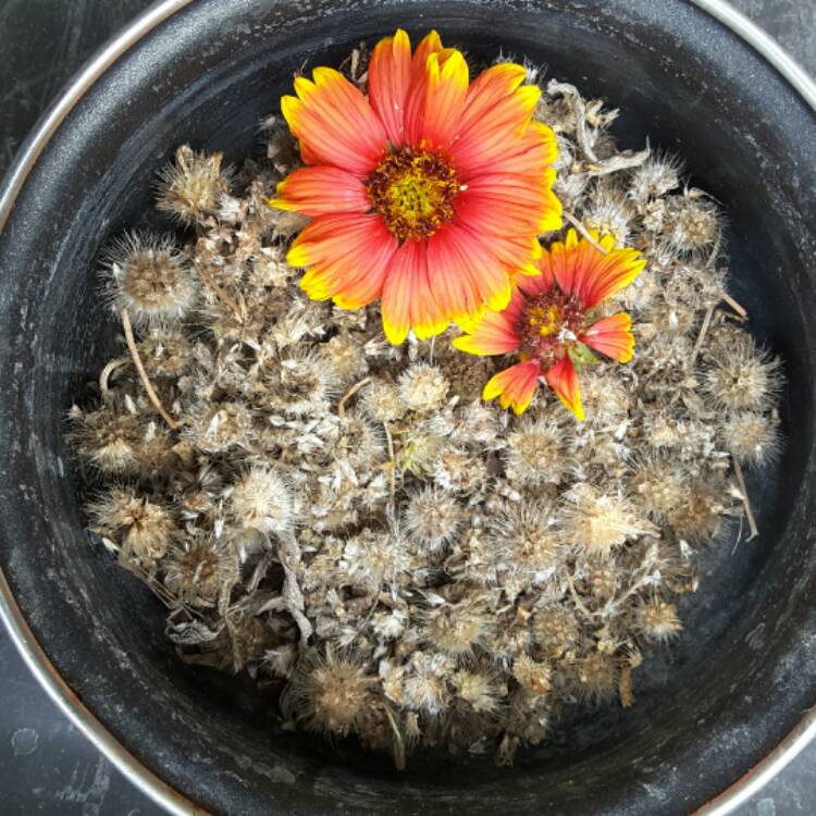 Plant image Gaillardia x grandiflora 'Dazzler' syn. Gaillardia 'Dazzler'