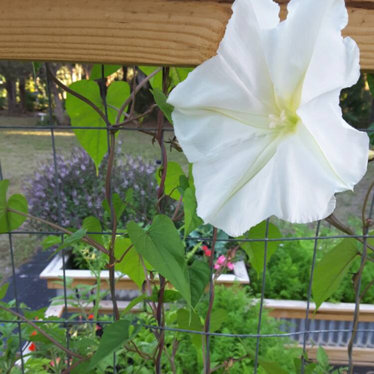 Plant image Ipomoea Alba