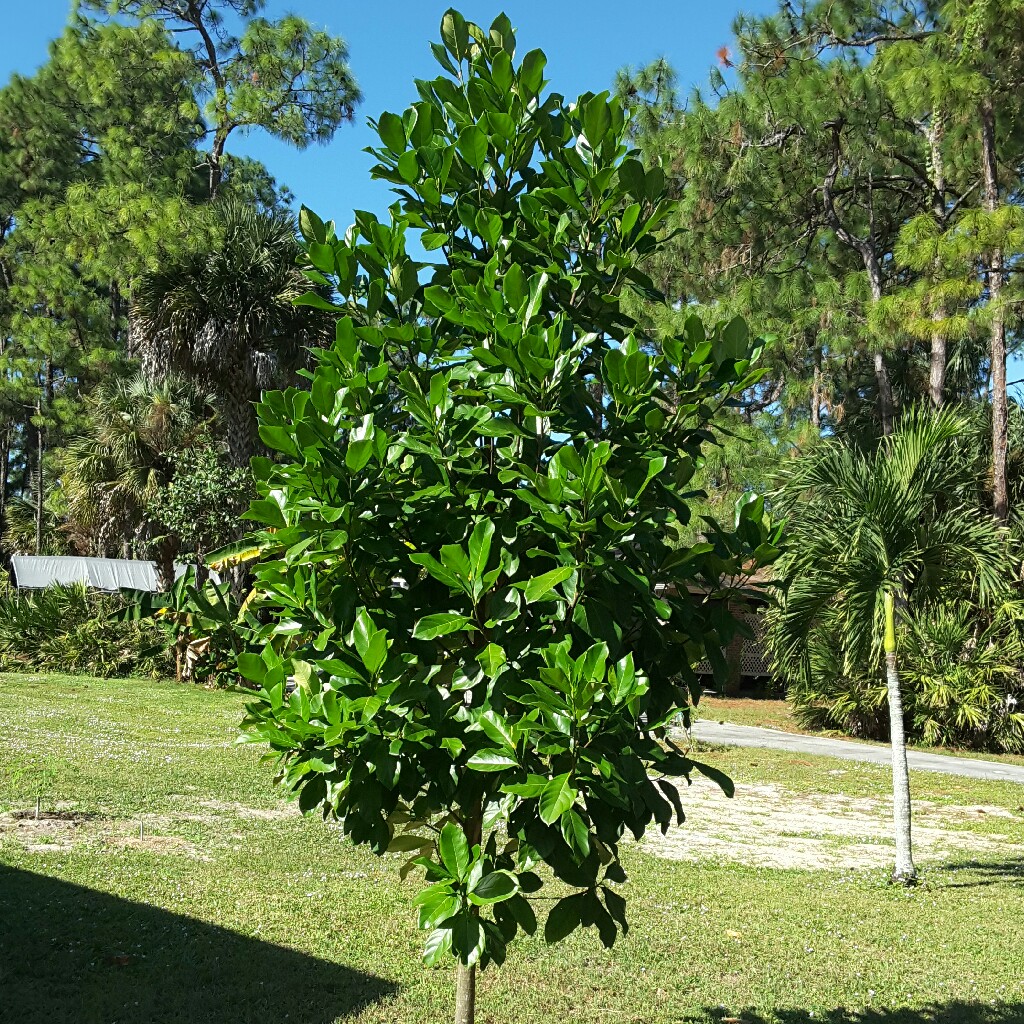 plant image 38735