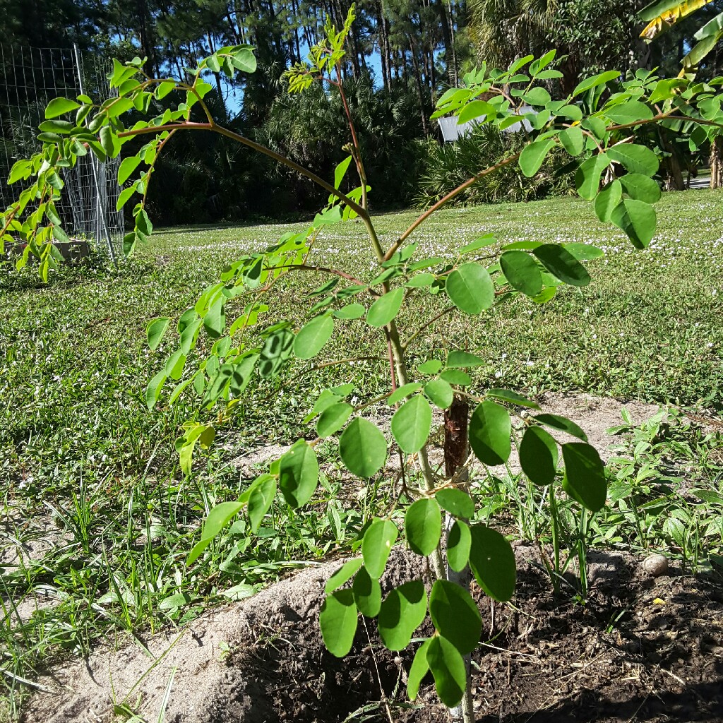 Moringa oleifera