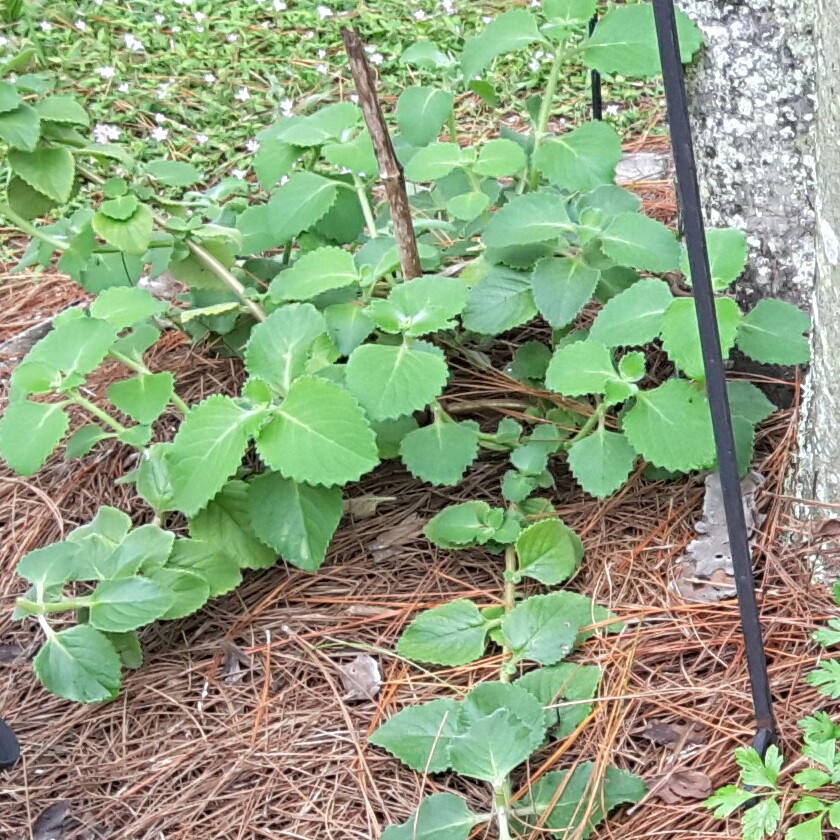 Coleus amboinicus  syn. Plectranthus amboinicus