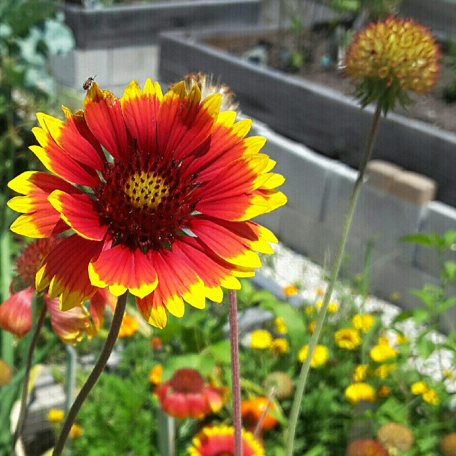 Gaillardia x grandiflora 'Dazzler' syn. Gaillardia 'Dazzler'