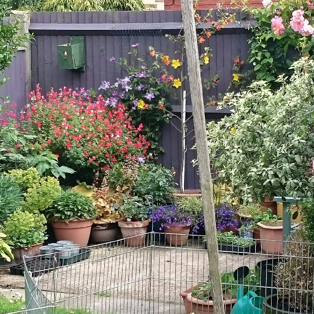 Sue's garden