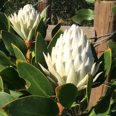 White Protea