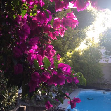 Bougainvillea