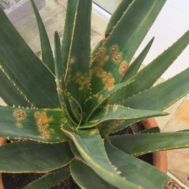 Aloe