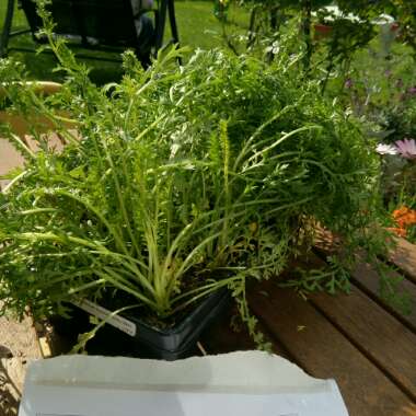 Common Yarrow