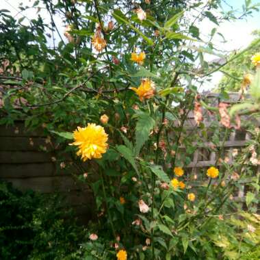 Japanese Rose 'Pleniflora'