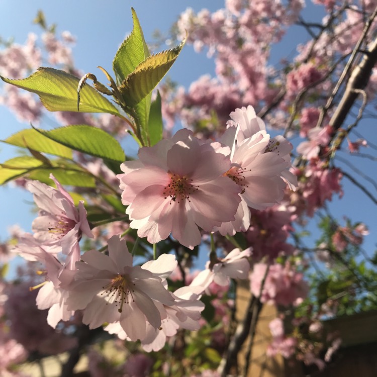 Plant image Prunus x subhirtella 'Autumnalis'