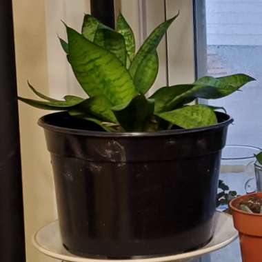 Birds-nest snake plant