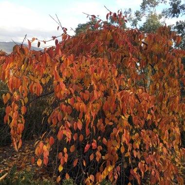 Prunus x subhirtella 'Pendula Rosea'