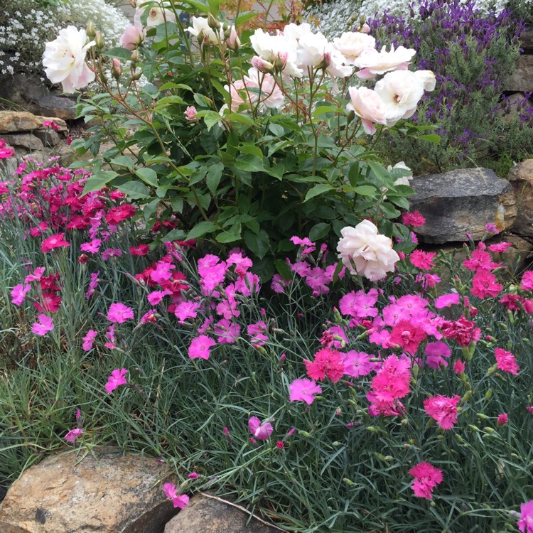 Plant image Dianthus carthusianorum